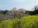 三春滝桜と菜の花